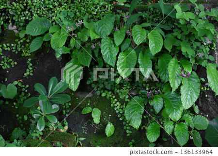 背景素材照片，植物牆的特寫。 136133964