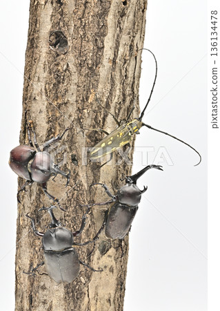 家養甲蟲 136134478