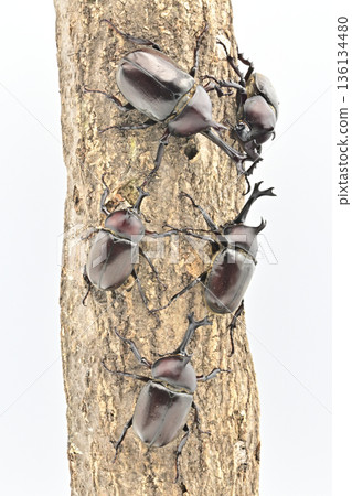 Domestic rhinoceros beetle 136134480