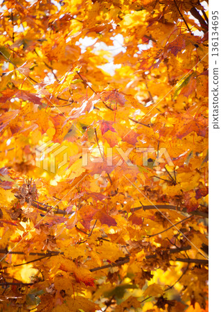 autumn leaves fall trees nature background 136134695