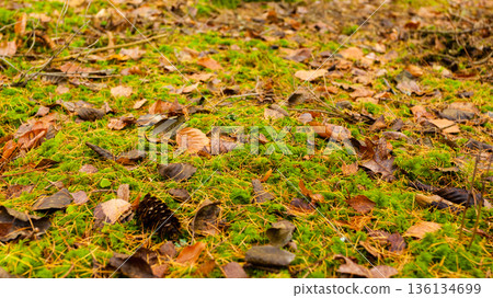 background of fallen autumn leaves. background of fallen autumn leaves. 136134699