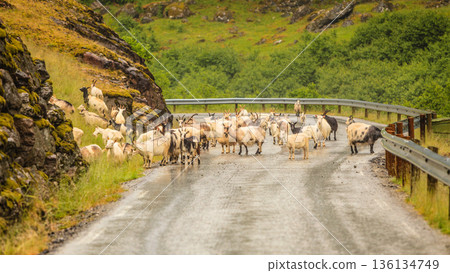 Many goats walking on street Many goats walking on street 136134749