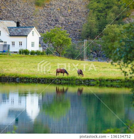 Horse on pasture on lake shore Horse on pasture on lake shore 136134752