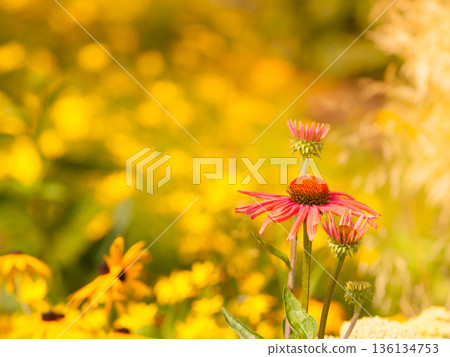 Detailed closeup of pink daisy flower Detailed closeup of pink daisy flower 136134753