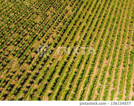 Aerial view. Green vineyards in France 136134837