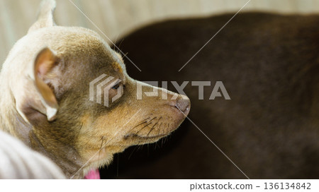 Little dog sitting on couch Little dog sitting on couch 136134842