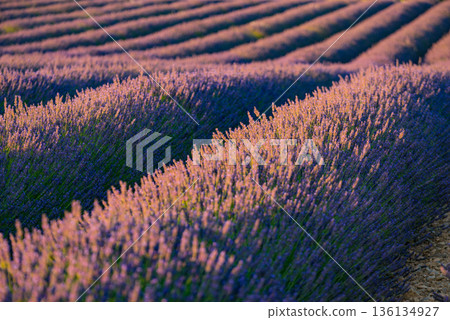 Lavender fields in bloom in Provence 136134927