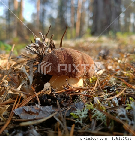 View from summer forest with beautiful cep mushroom under little spruce trees 136135055