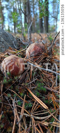View from summer forest with beautiful cep mushroom under little spruce trees 136135056