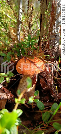 View from summer forest with beautiful cep mushroom under little spruce trees View from summer forest with beautiful cep mushroom under little spruce trees 136135058