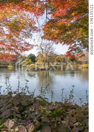 清水池和中川河濱公園的秋葉 清水池和中川河濱公園的秋葉 136135121