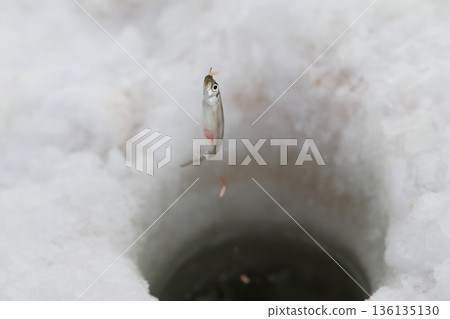 Fish caught caught 136135130