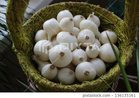 Freshly Picked Onions Inside A Wicker Basket With Decoration Plants Around  136135161