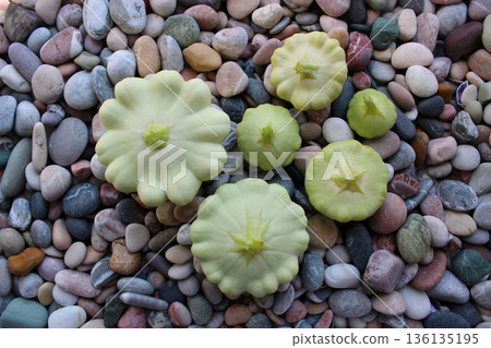 Textured Surface Of Colored Pebbles With Freshly Picked Patissons On It 136135195