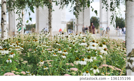 White coneflowers blooming in urban park with people 136135196