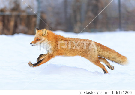 Ezo red fox running Ezo red fox running 136135206