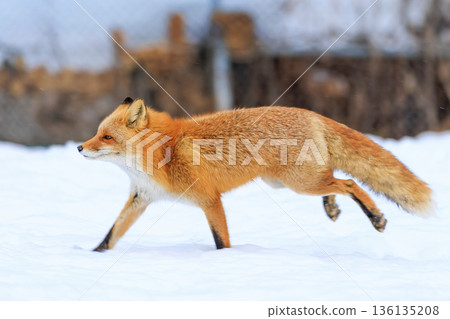 Ezo red fox running Ezo red fox running 136135208