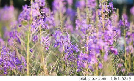 Fireweed wildflowers swaying, bringing purple color to a green summer meadow. 136135259
