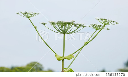 Giant hogweed expanding across a field, an invasive and toxic plant species Giant hogweed expanding across a field, an invasive and toxic plant species 136135270