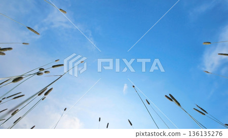 Grass blades reaching for clear blue sky on a sunny summer day in natural field Grass blades reaching for clear blue sky on a sunny summer day in natural field 136135276
