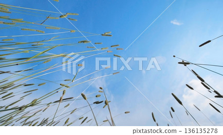 Wild grass reaching blue sky, low angle view in a summer meadow Wild grass reaching blue sky, low angle view in a summer meadow 136135278
