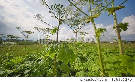 Heracleum plants growing in a vast field representing invasive nature 136135279