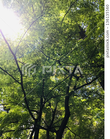 陽光透過樹葉灑落在林間小路上 陽光透過樹葉灑落在林間小路上 136135560