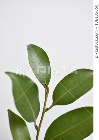 榊 榊 136135650