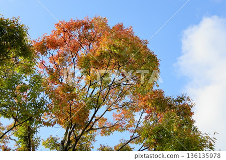 Zelkova leaves change color vividly 136135978