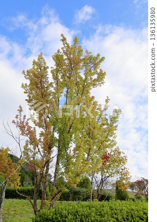 Trident maple leaves turning yellow Trident maple leaves turning yellow 136135980