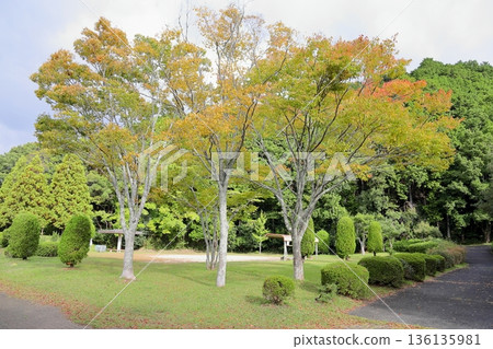 Colored Zelkova leaves 136135981