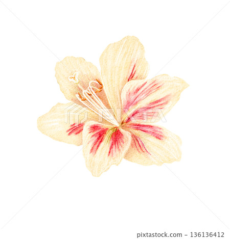Exotic lily flower isolated on white, hand-painted watercolor bloom elegant floral clip art for branding, packaging, invitations, stationery, posters, modern decorative design. Expressive petals red 136136412