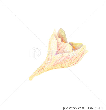 Exotic flower bud watercolor isolated on white, hippeastrum perfect for branding, packaging, invitations, stationery and modern decorative compositions. Pastel tones, elegant form, floral clip art 136136413