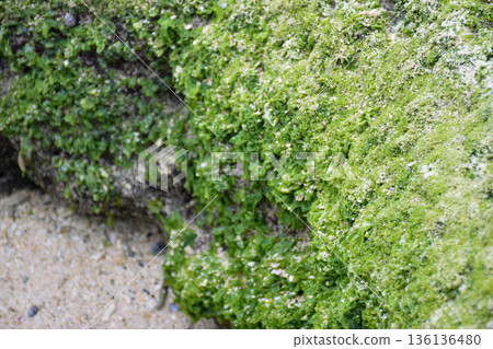 懸崖上自然生長的苔蘚圖片 懸崖上自然生長的苔蘚圖片 136136480