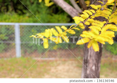 Metasequoia leaves yellow leaves 136136546