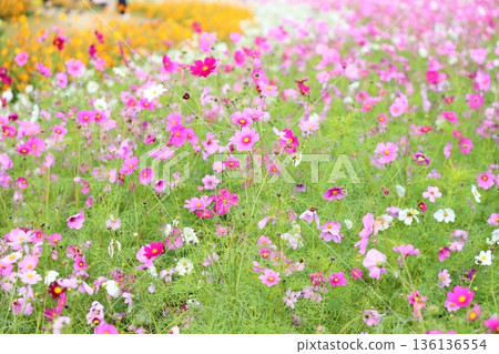 cute cosmos flowers cute cosmos flowers 136136554