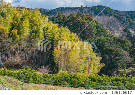 Bamboo forest in Asuka Village, Nara Prefecture Bamboo forest in Asuka Village, Nara Prefecture 136136617