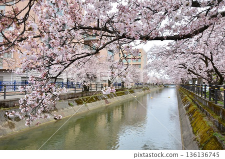新潟縣長岡市福島前櫻花盛開 136136745