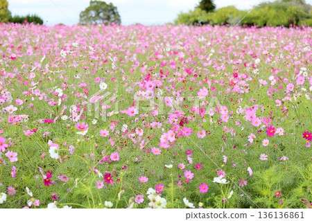 cute cosmos flowers 136136861