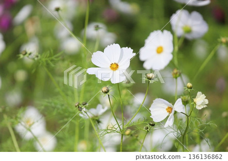 Refreshing cosmos flowers 136136862