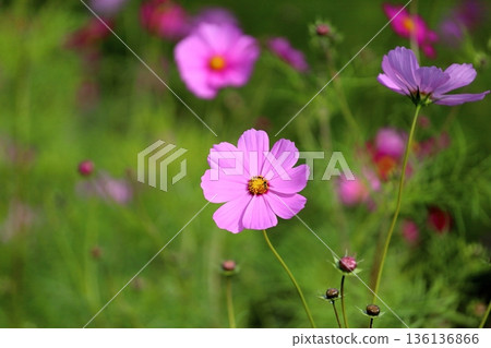 cute cosmos flowers 136136866