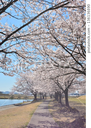 新潟縣長岡市越地河公園的櫻花盛開 136136890