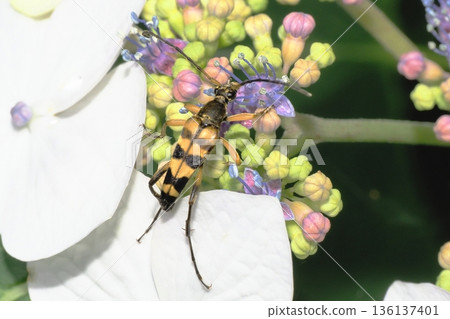 Four-striped longhorn beetle on a hydrangea flower 136137401