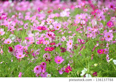 cute cosmos flowers 136137788