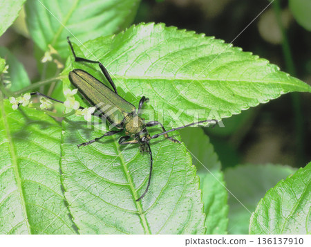 Aokamikiri 136137910