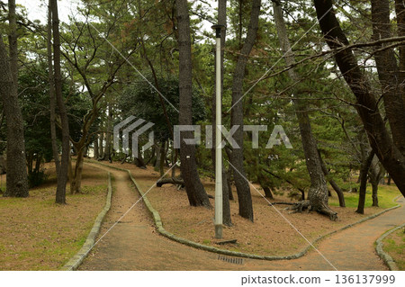 Inage Pine Forest, Inage Park Inage Pine Forest, Inage Park 136137999