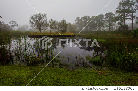 Pond with Tree Reflections During a Misty Morning, Fort Pierce, Florida Pond with Tree Reflections During a Misty Morning, Fort Pierce, Florida 136138003