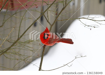 Male Cardinal Sitting on a Branch During a Winter Day 136138049