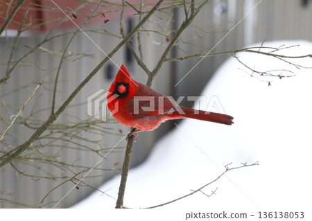 Male Cardinal Sitting on a Branch During a Winter Day Male Cardinal Sitting on a Branch During a Winter Day 136138053