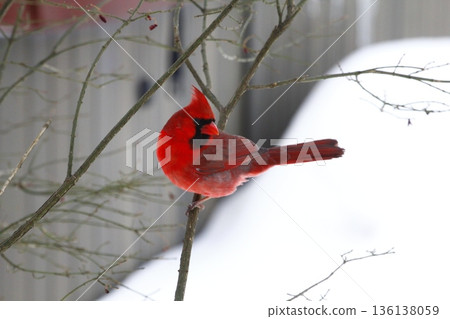 Male Cardinal Sitting on a Branch During a Winter Day Male Cardinal Sitting on a Branch During a Winter Day 136138059